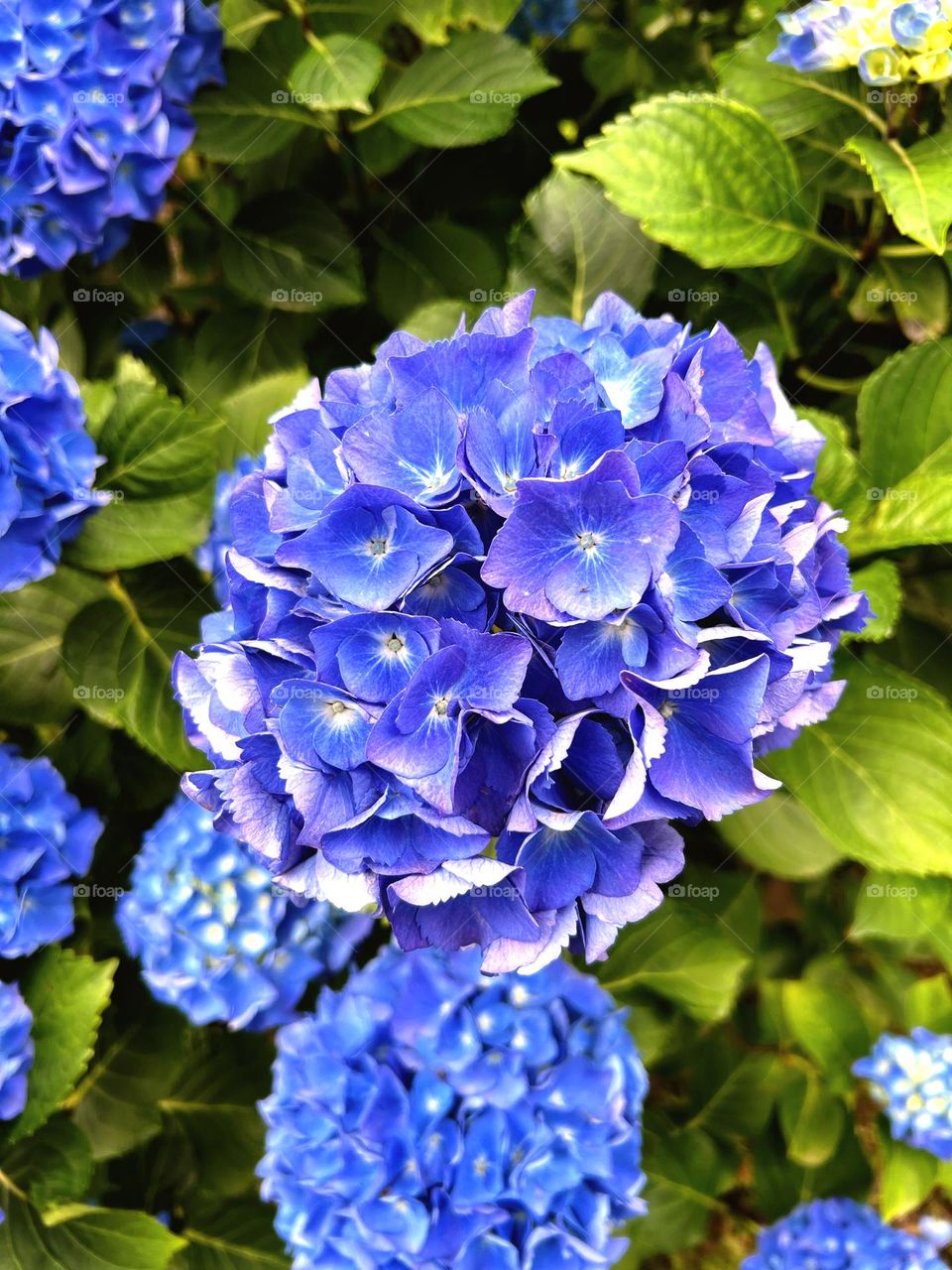 Blue color flowers 