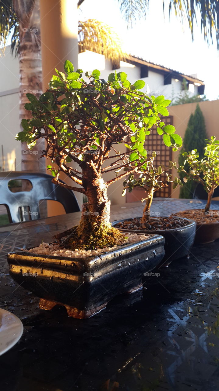 early morning bonsai
