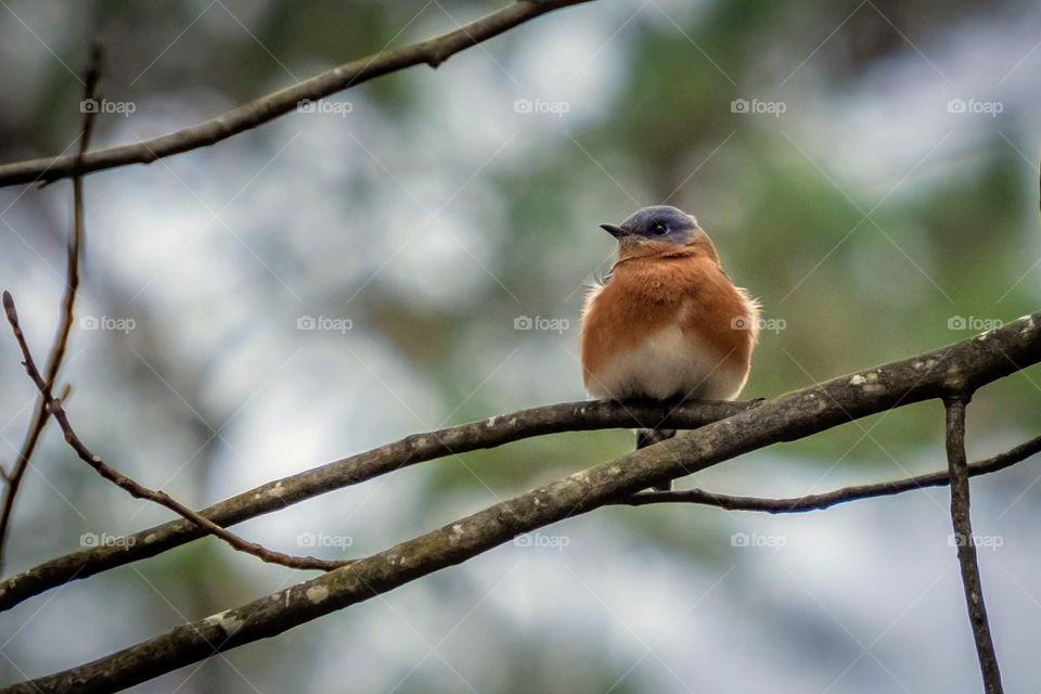 A busy eastern bluebird take a break from nest building to fluff it’s feathers and warm up. North Carolina. 