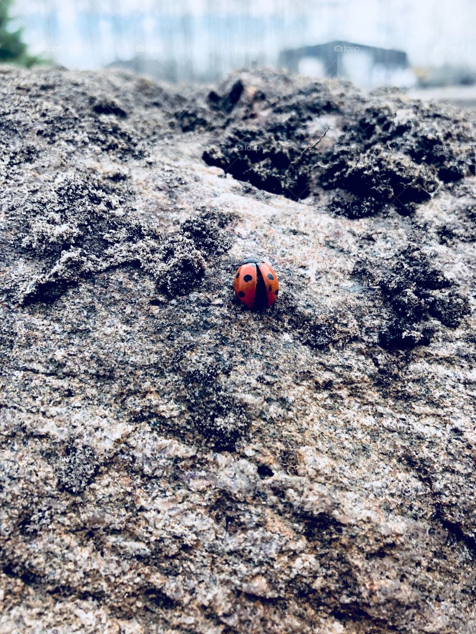 Cute little red ladybug walking up a tall rock 