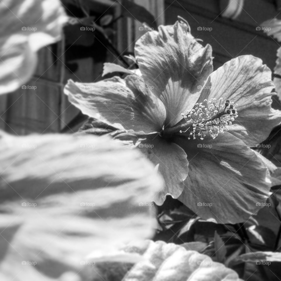 Black and white hibiscus 