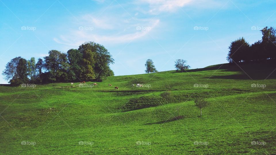 Cattle grazing in green landscape