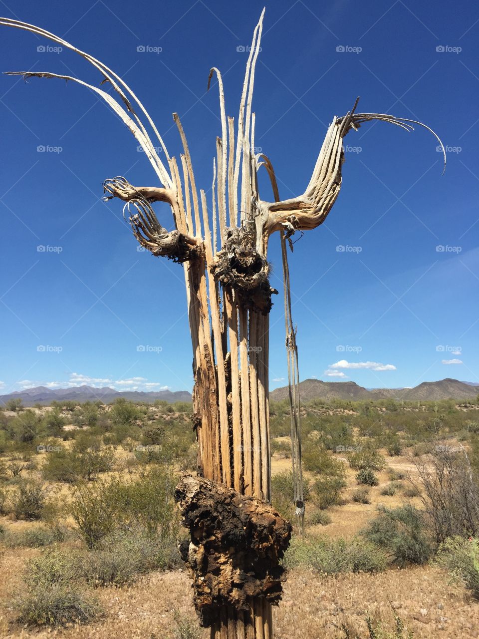 Saguaro cactus skeleton in Arizona