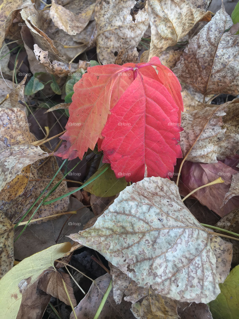 Autumn leaves 