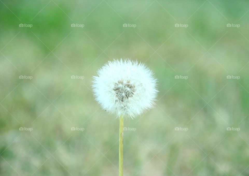 dandelion
