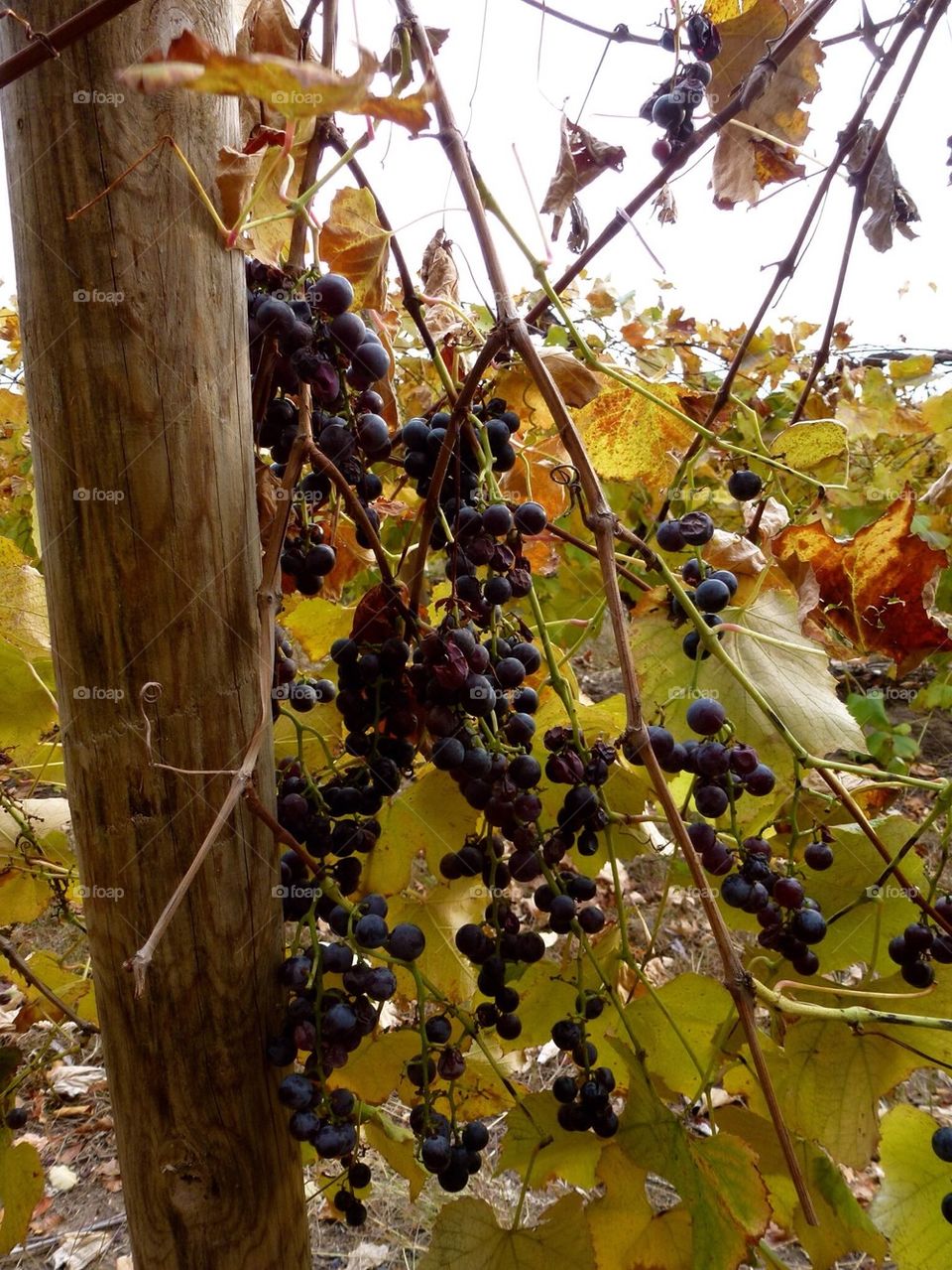 Concord grapes in the fall, michigan 