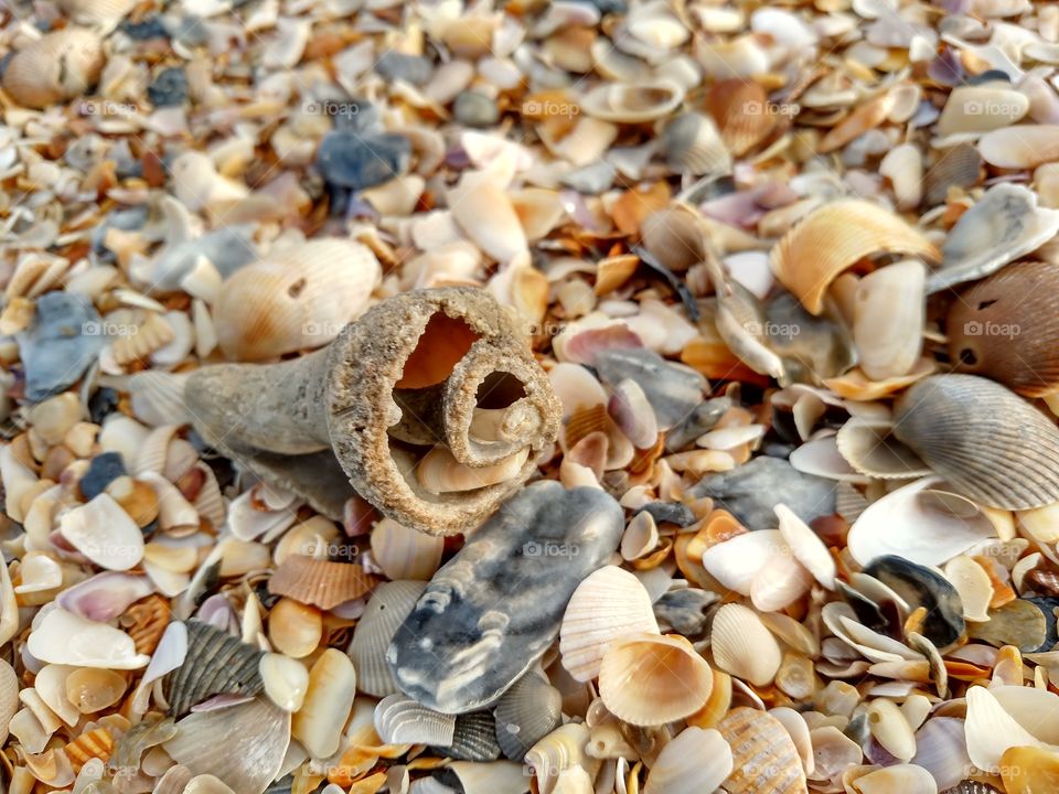 Overhead view of seashells