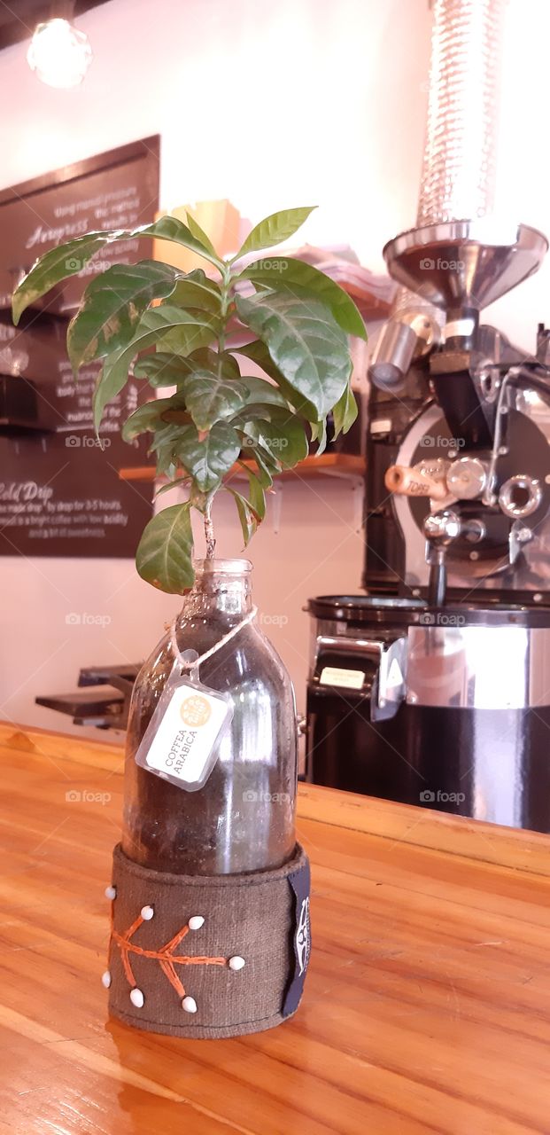 Coffee tree