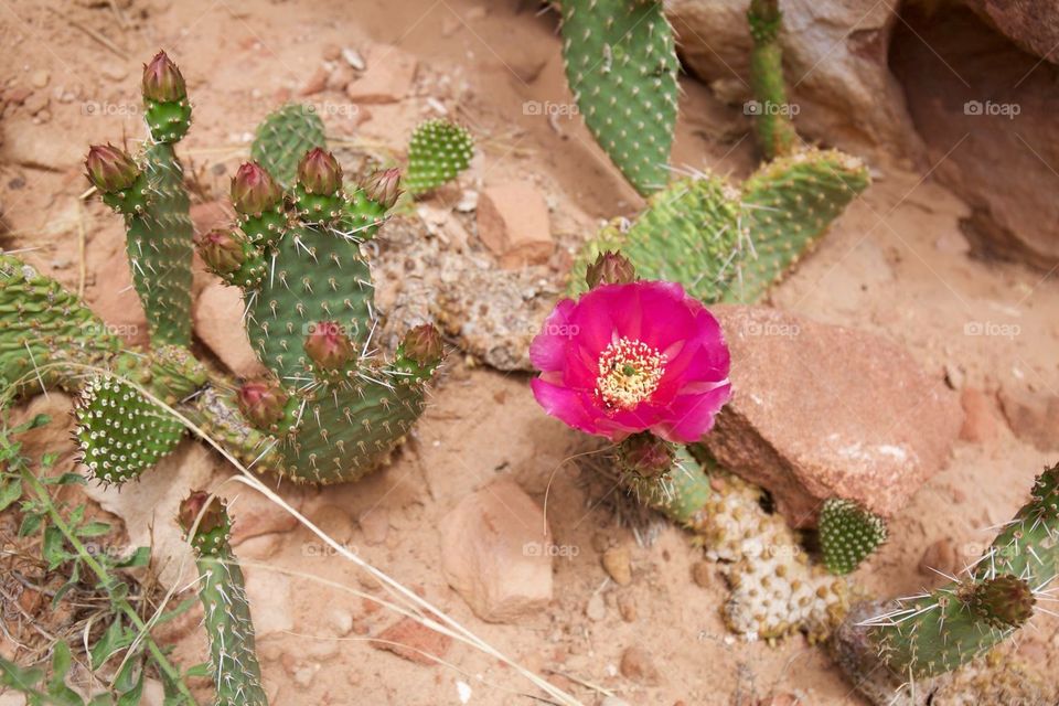 Just a cute little blooming cactus in Zion national park. 