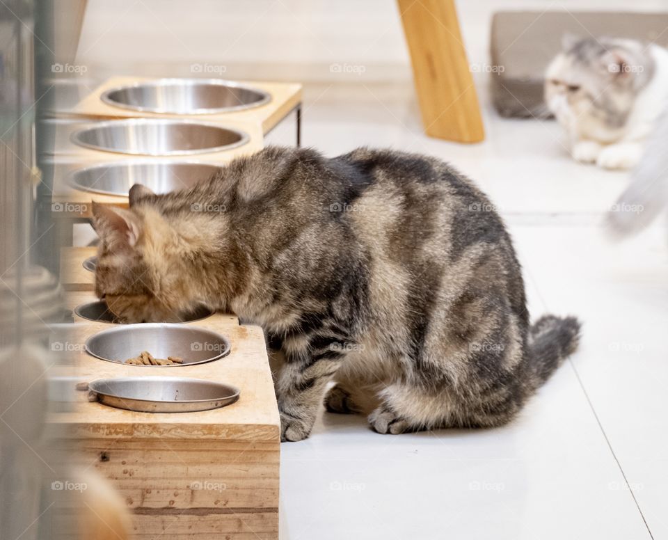 Cute cat is eating food at cat cafe shop , Bangkok Thailand