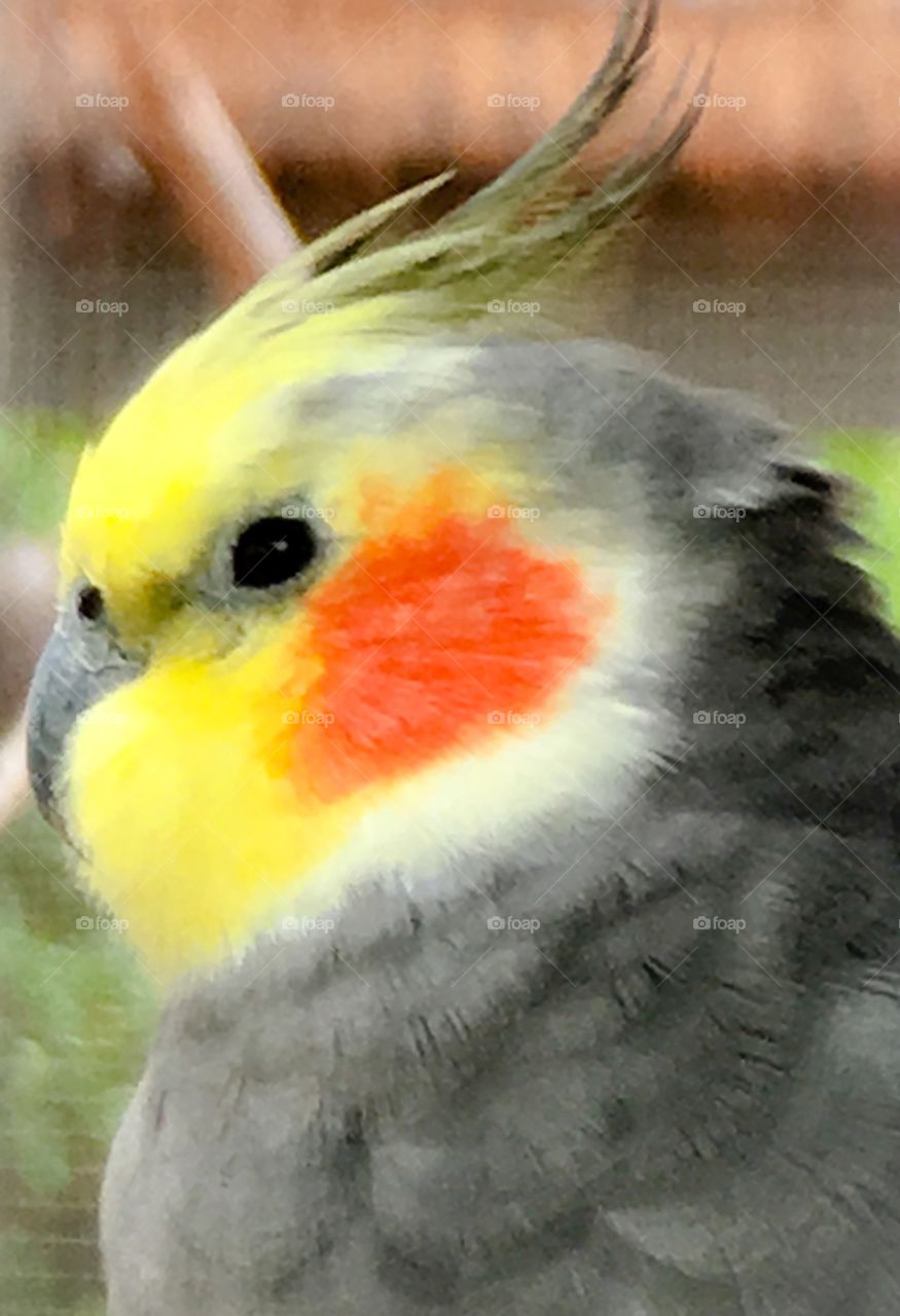 Cockatiel head shot closeup 