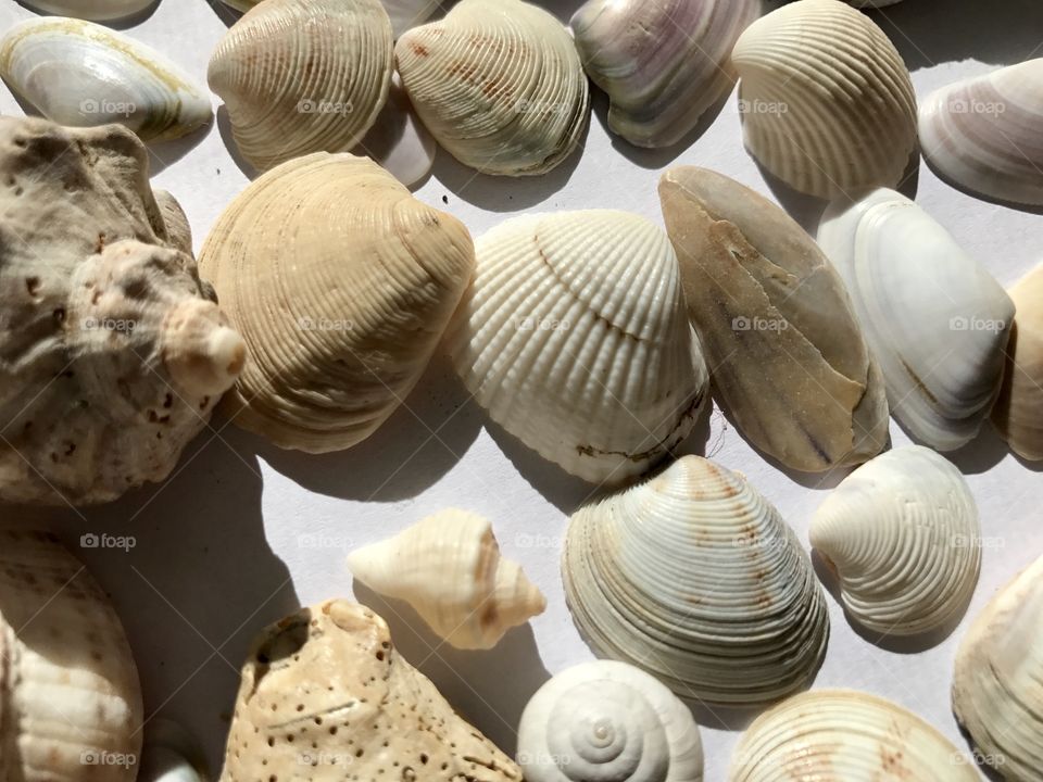 Shell, Seashell, Souvenir, Clam, Collection