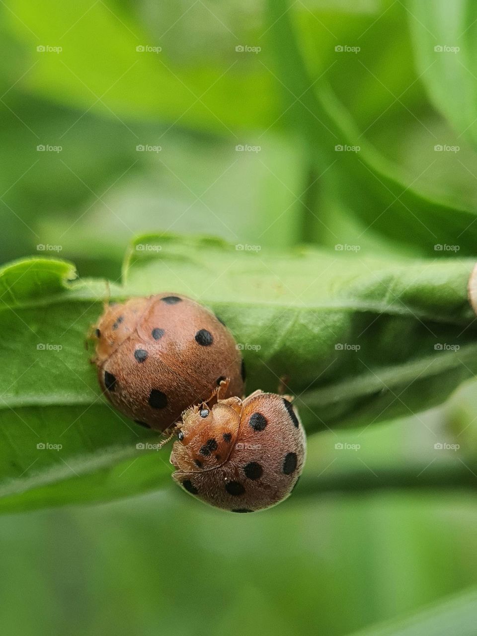 Mexican Bean Beetle (Giant Turtle/Tortoise Ladybird)