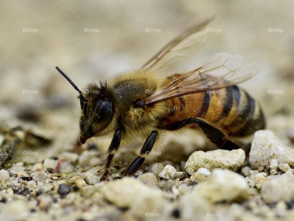 Bee sitting on the ground 