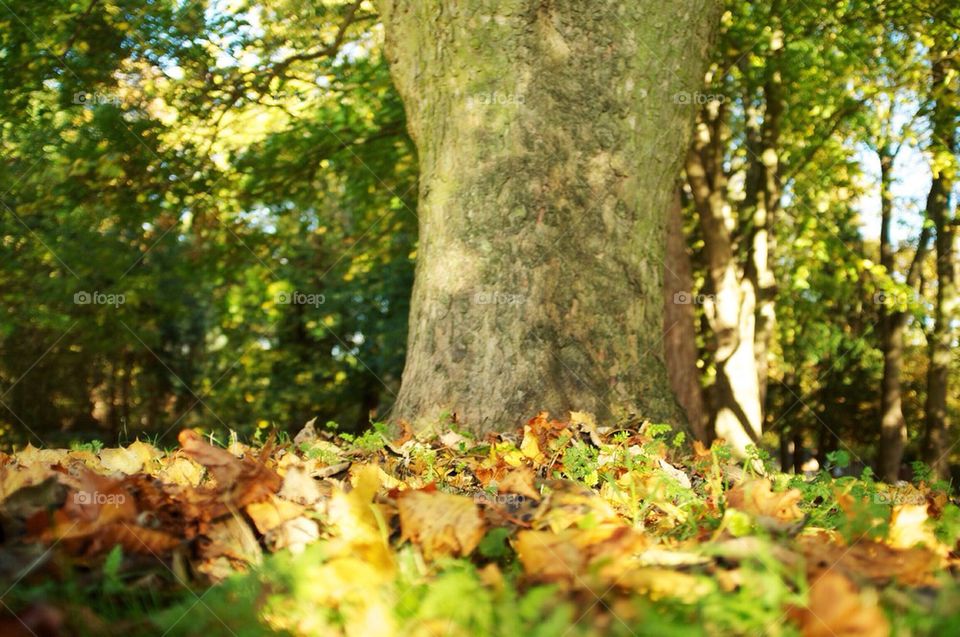 Autumn leaves at the foot of a tree in the woods.