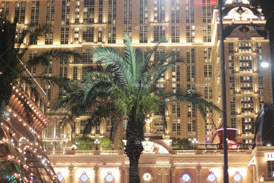 palm tree in the background of a lighted building in the night, Macau street