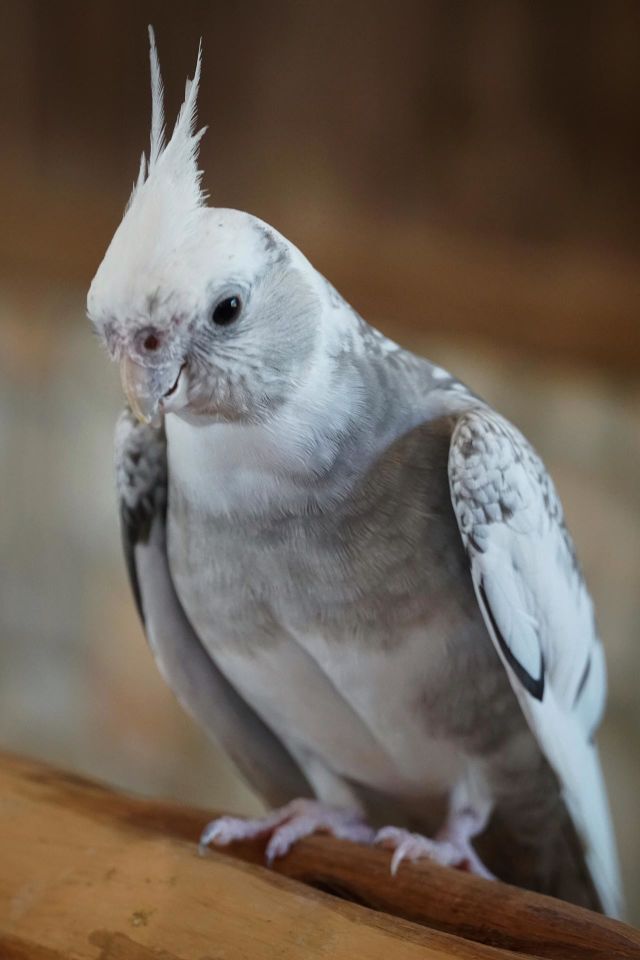 White bird