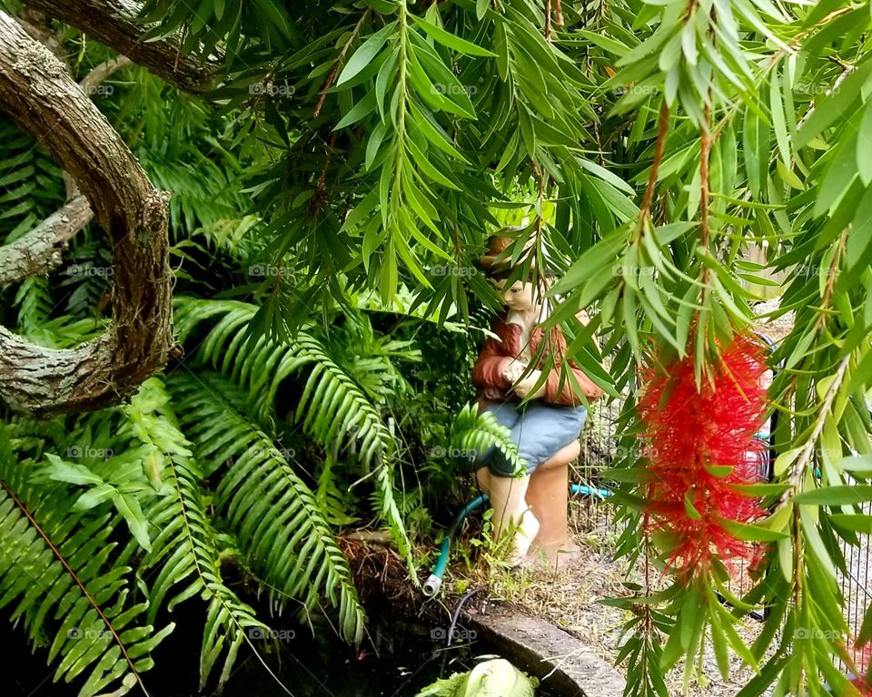 Bottle brush by the turtle pond