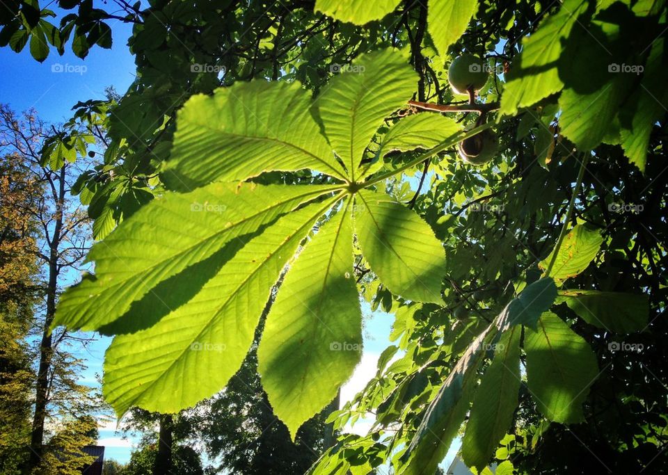 Horse-chestnut