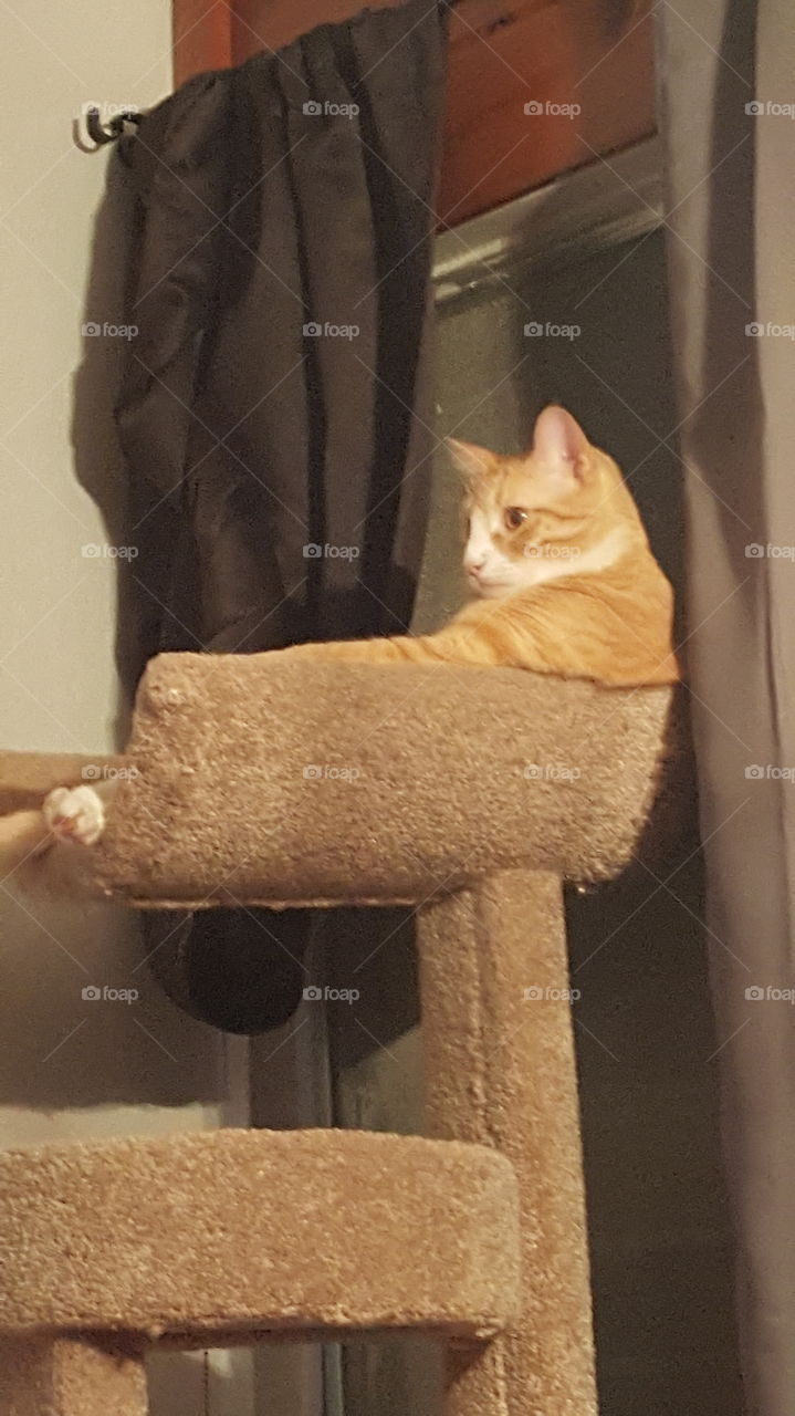 Funny orange cat on post