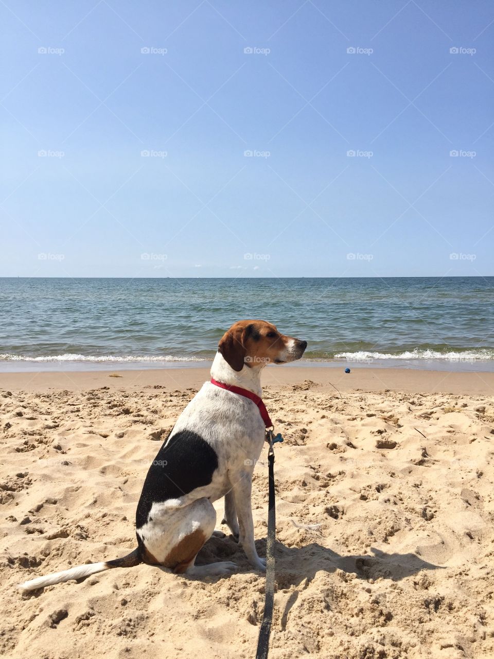 Dixie Bird's profile