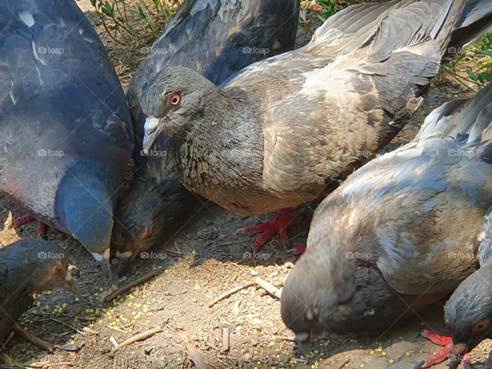 group of pigeons eating and one looking