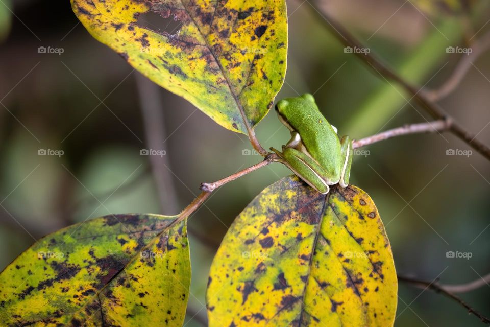 The little Green Treefrog feels a bit more vulnerable as the leaves turn less green. Autumn had arrived. 