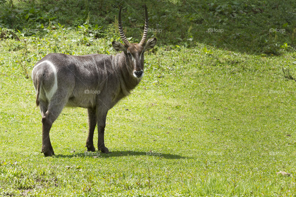 Waterbuck ( Kobus ellipsiprymnus ).