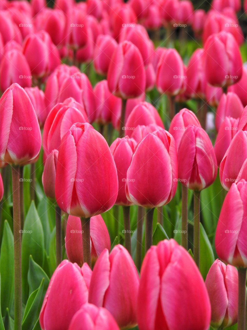 Pink tulips blooming in field