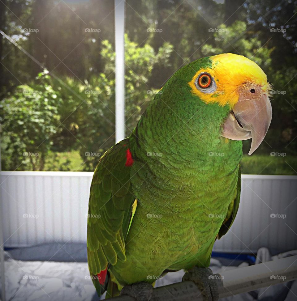 Beautiful Amazon Parrot sunbathing in his solarium.