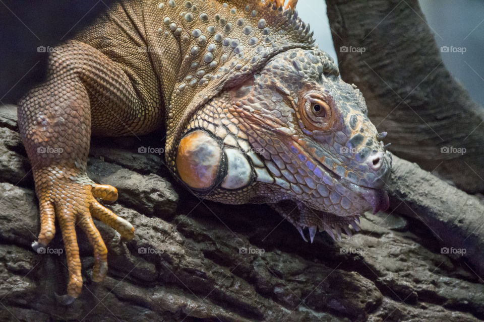 Iguana lizard with the tongue out .
Ödla 