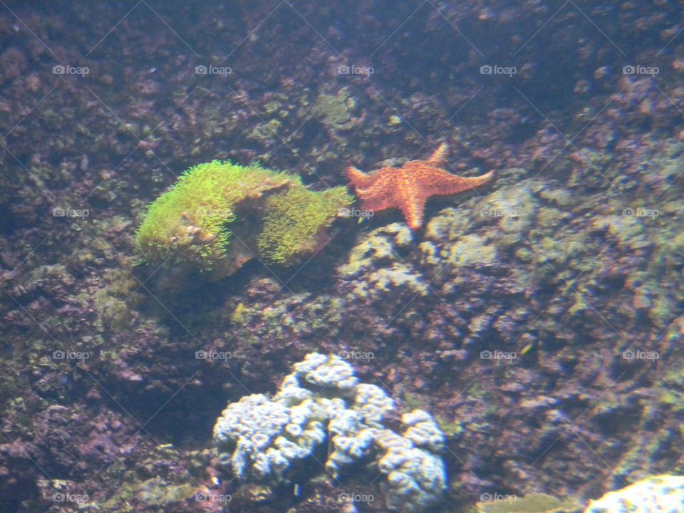 starfish . a day at the national aquarium 