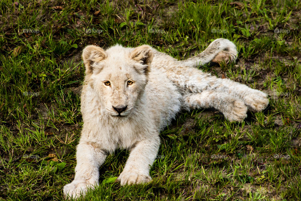 a small lion lies on the grass