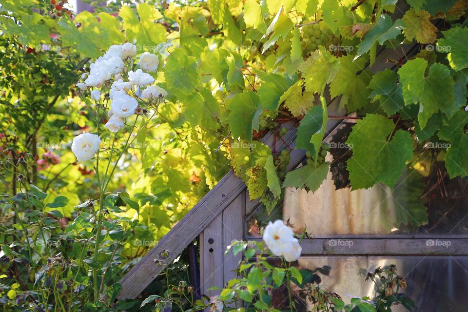 Greenhouse with grapes