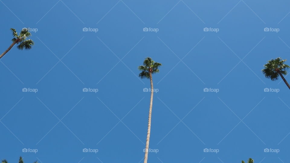 Palm trees beverly hills. Beverly hills palm trees aligned