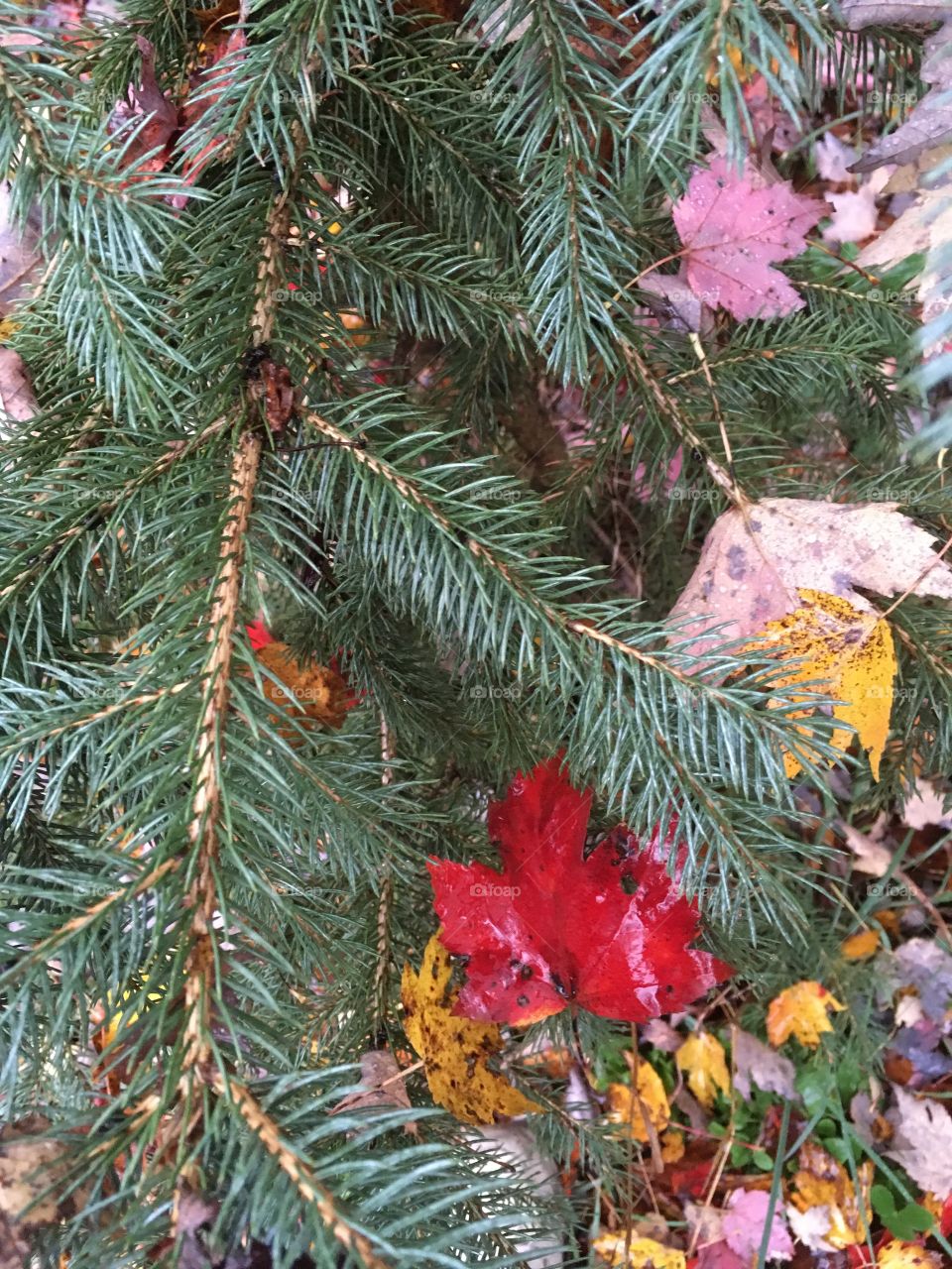 Blue spruce and Maple leaves 