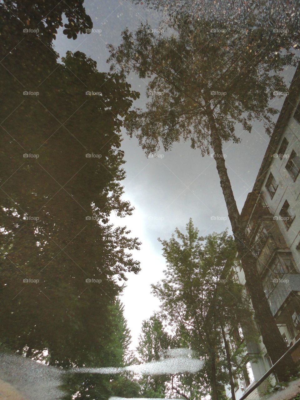 trees reflection in water puddle beautiful street view