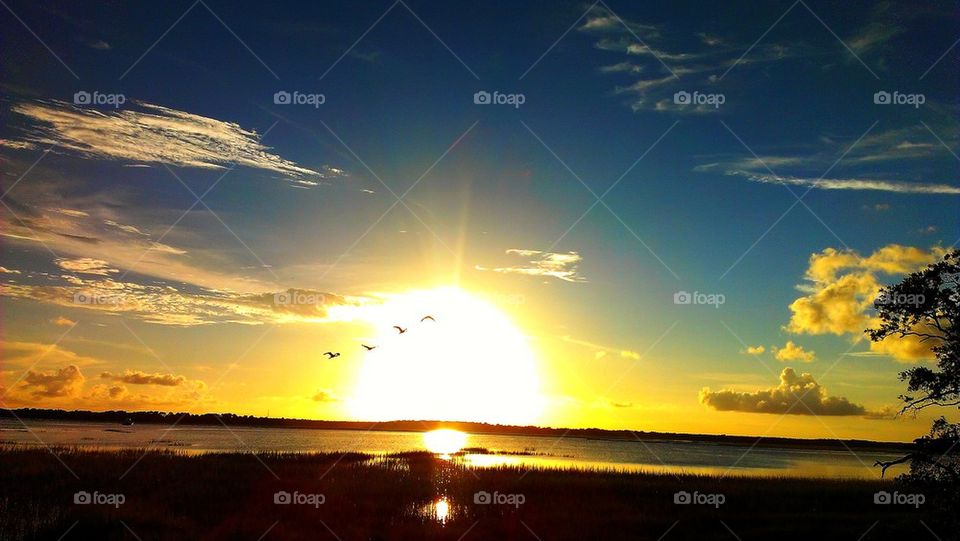 Ibis and the sunset