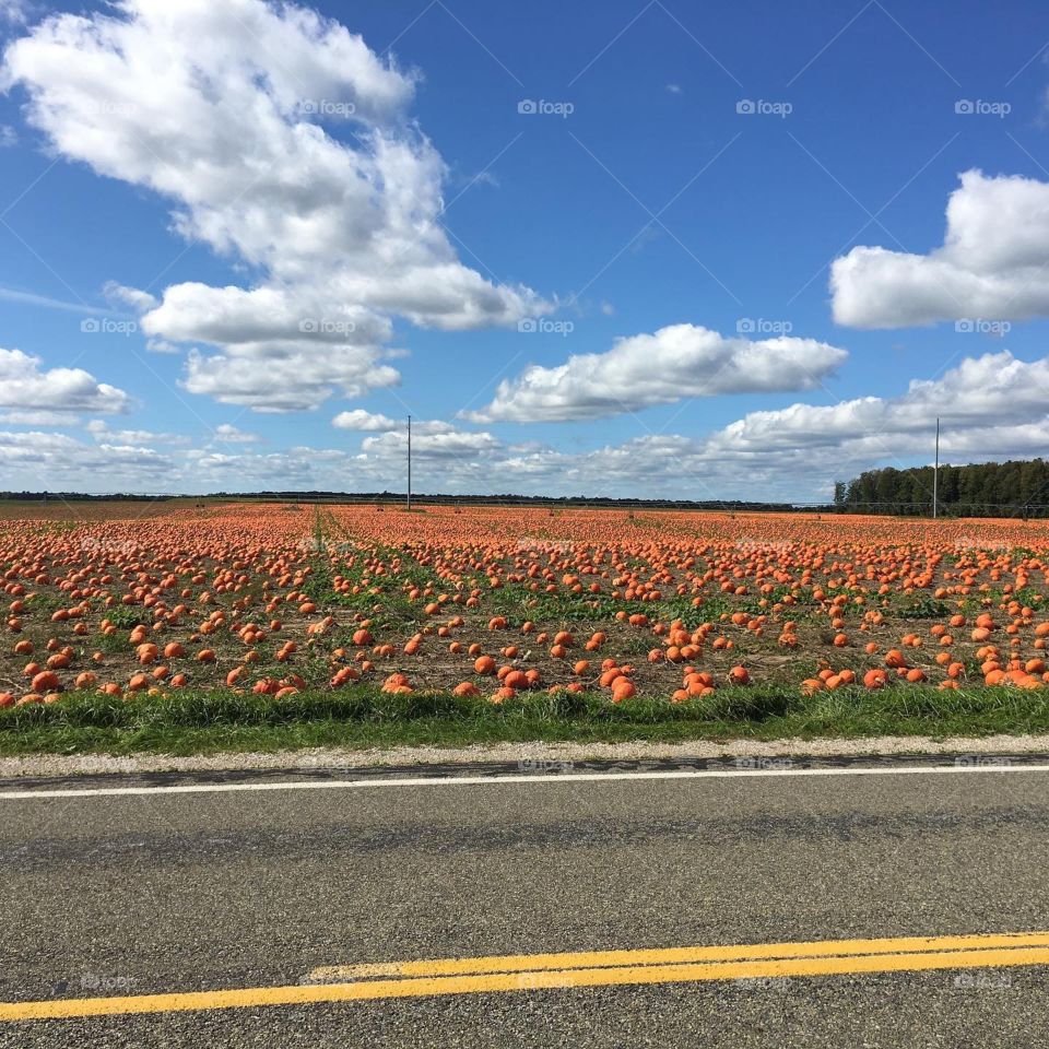 Pumpkin season!! A sea of orange!