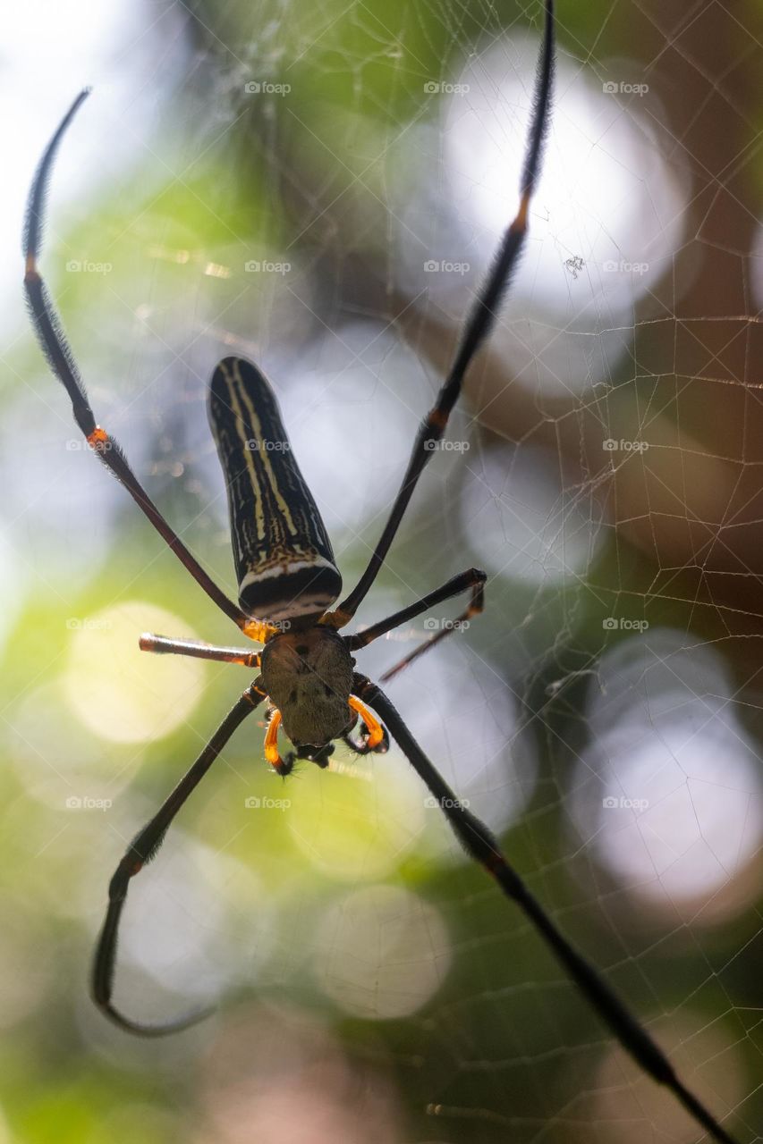 close up photo spider