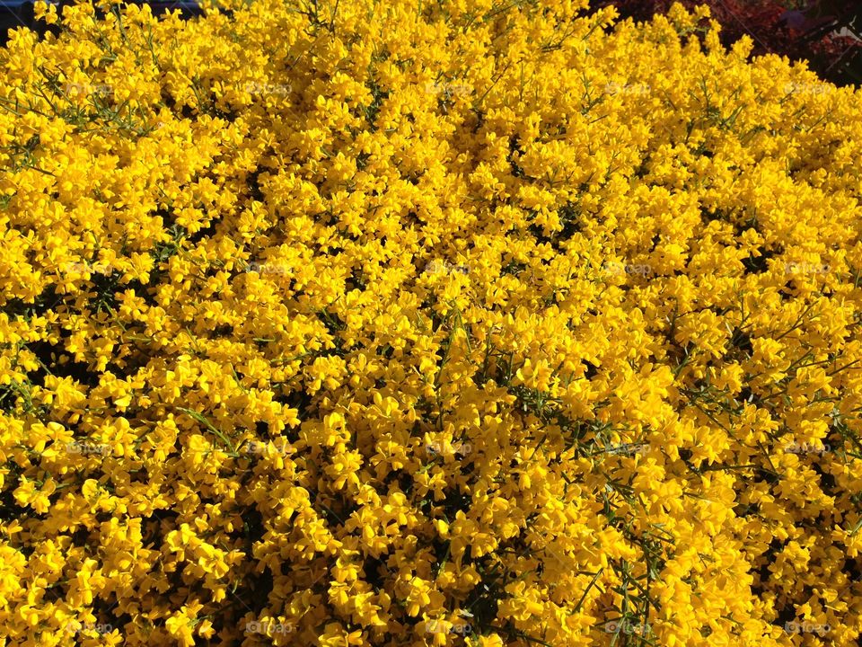 Tiny Yellow Flower