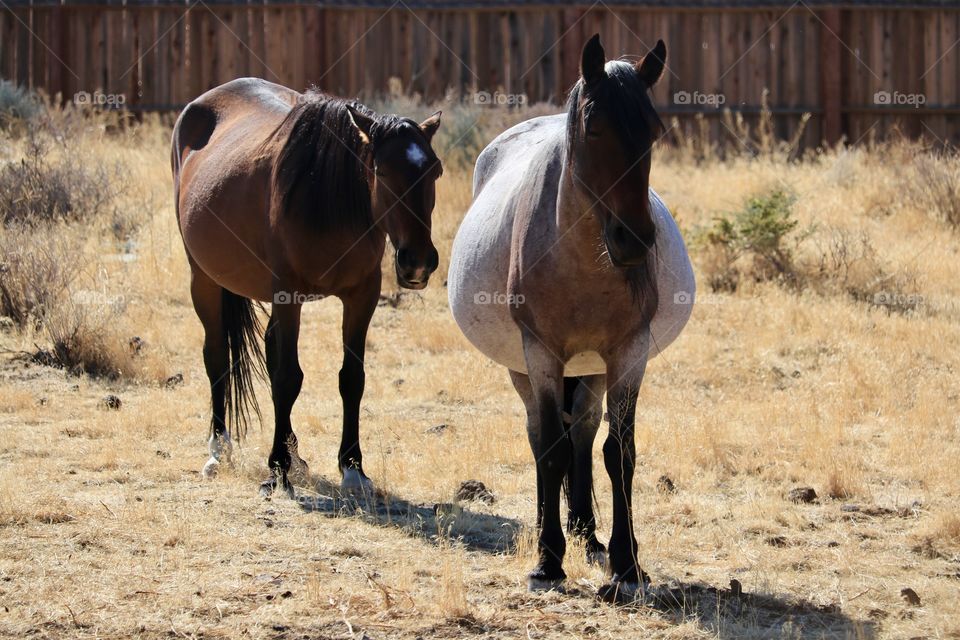 Pregnant wild mustang mare in the Nevada Sierras 