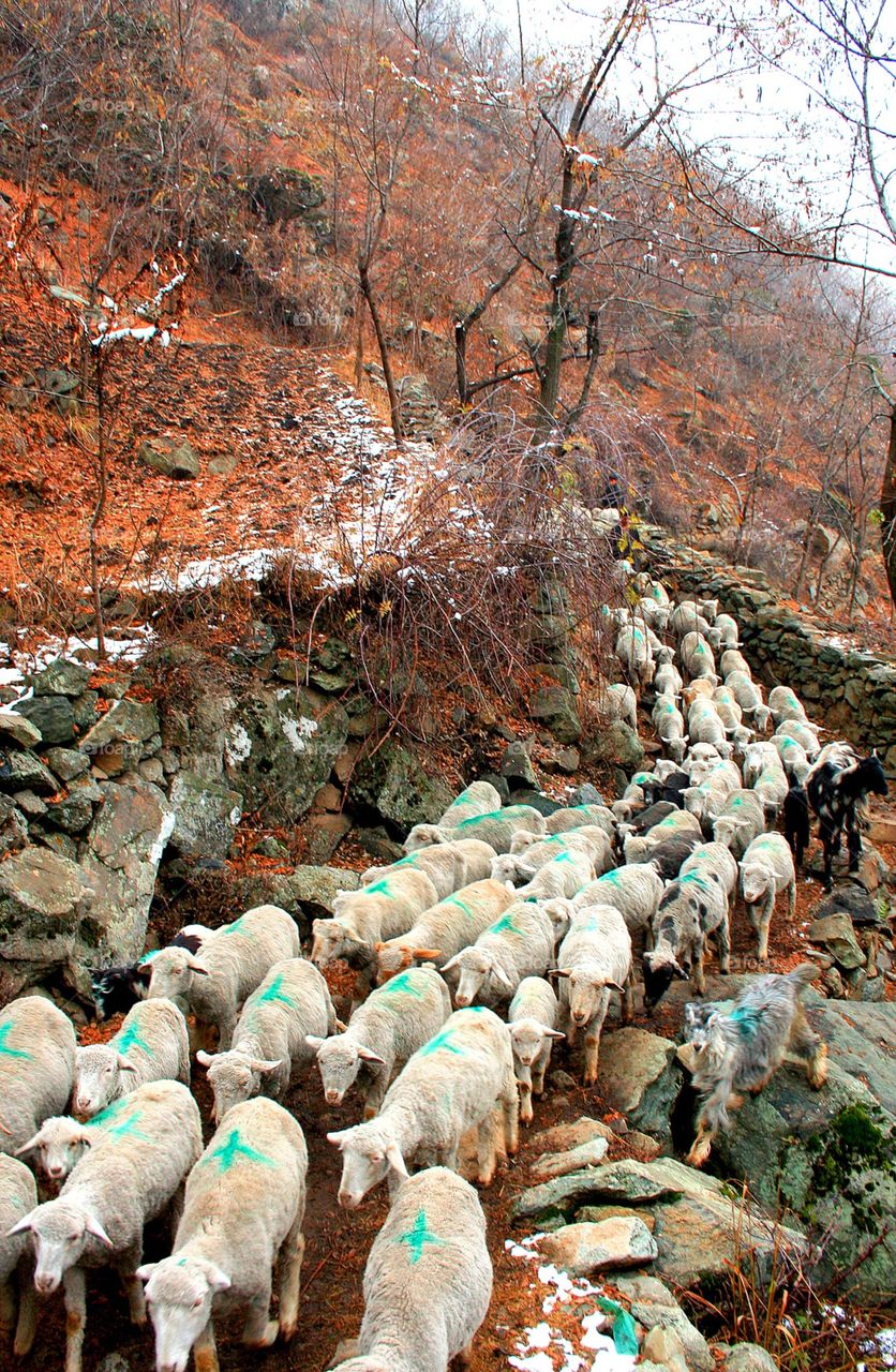 Flock of sheep on a hilly footpath in Kashmir during winter