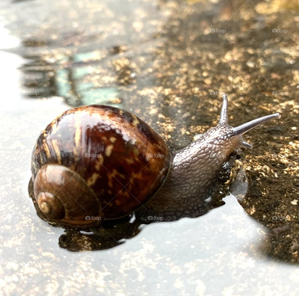 Snail 