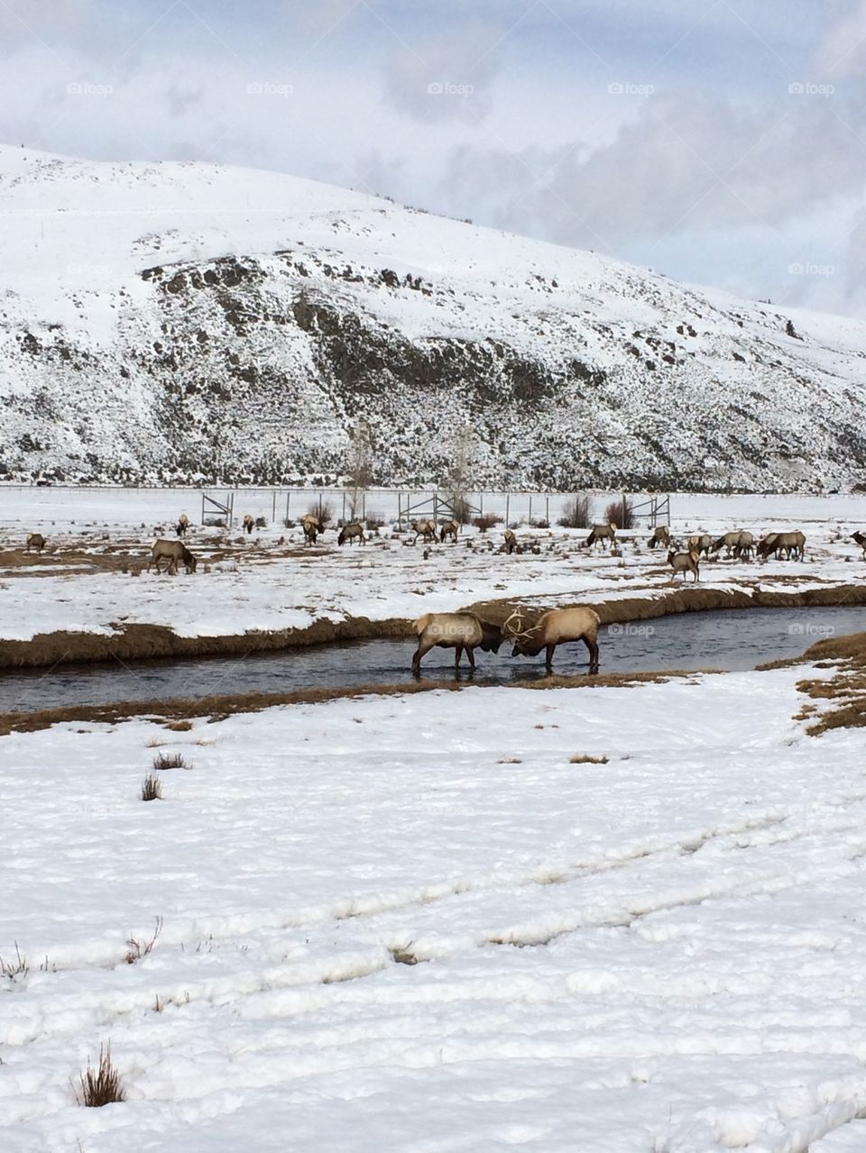National Elk Refuge