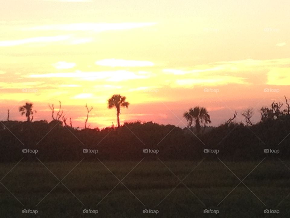 Standing tall Palm . Marsh view with sun glow