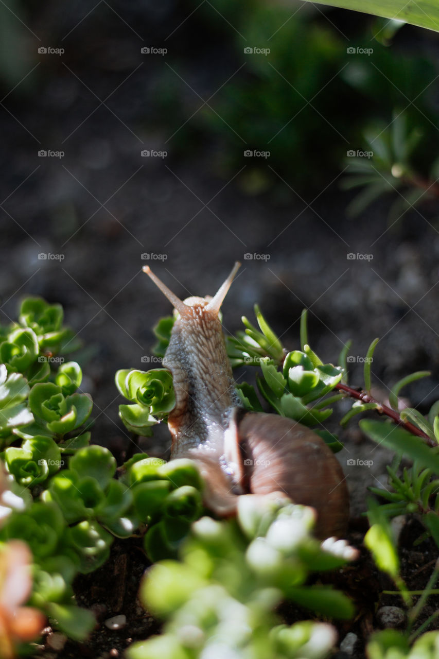 Big snail is crawling through the grass and looking at something out of the frame 