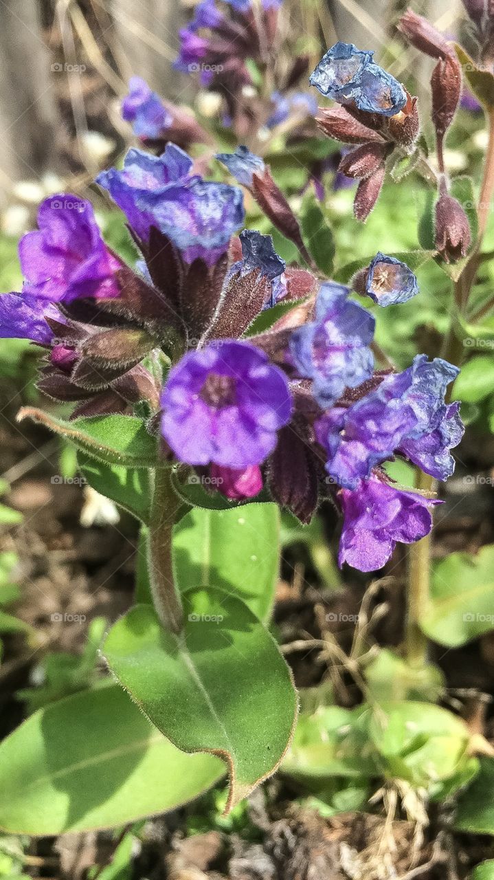 Springtime lungwort flowers relax