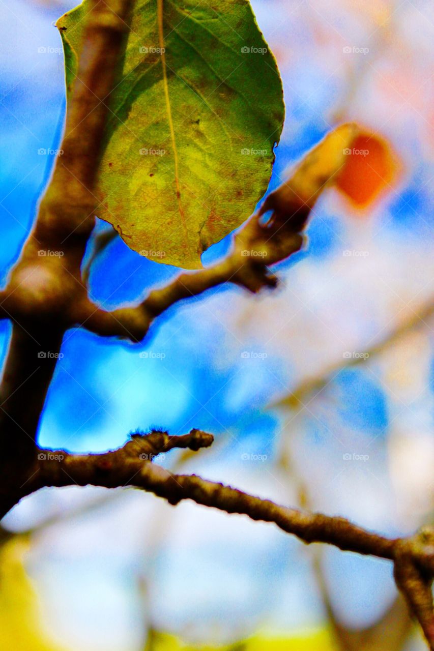 Branch blur