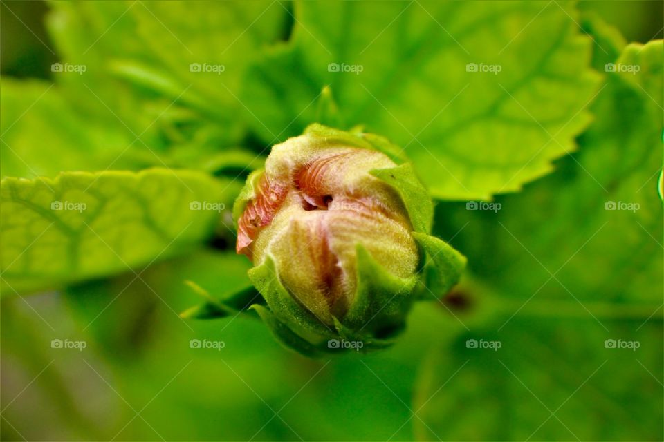 Close-up of a flowering bud